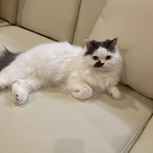 Meet your Posher, Razi